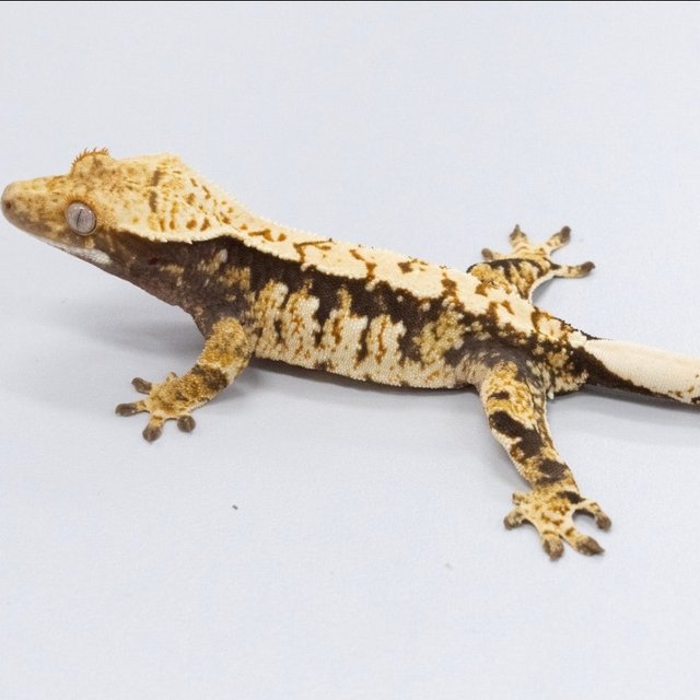 트라이 익스트림할리퀸