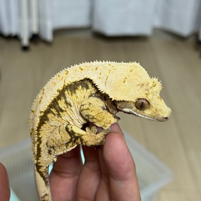 트라이 익스트림할리퀸