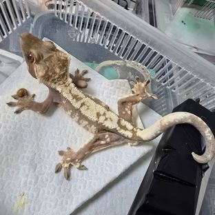 세이블