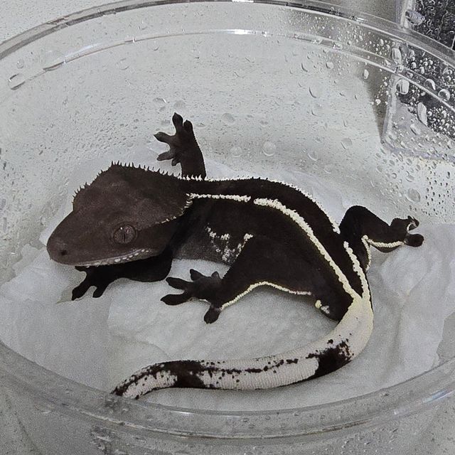 아잔틱 화이트핀