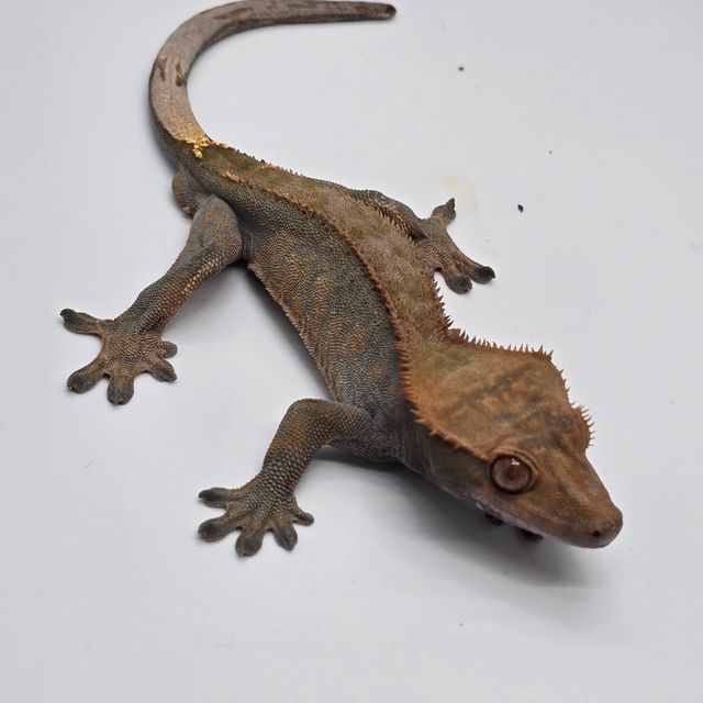 카푸치노 100%헷아잔틱