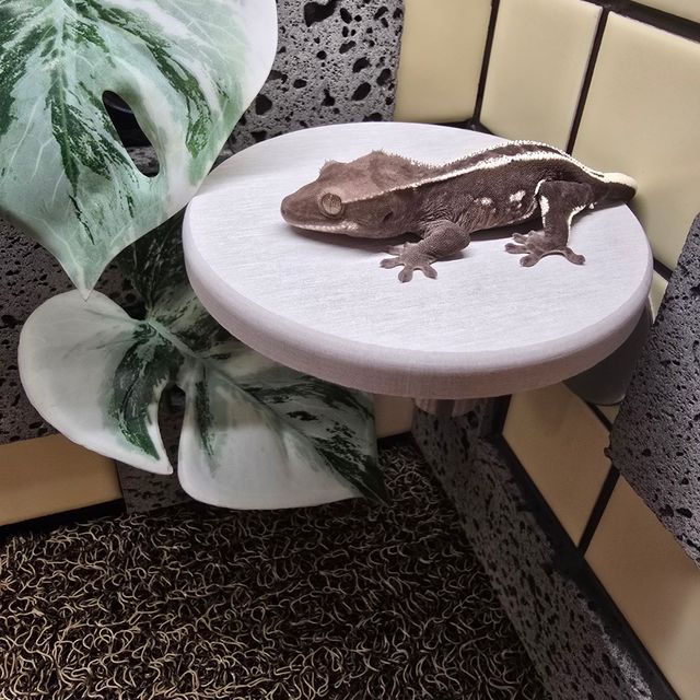 아잔틱 풀핀