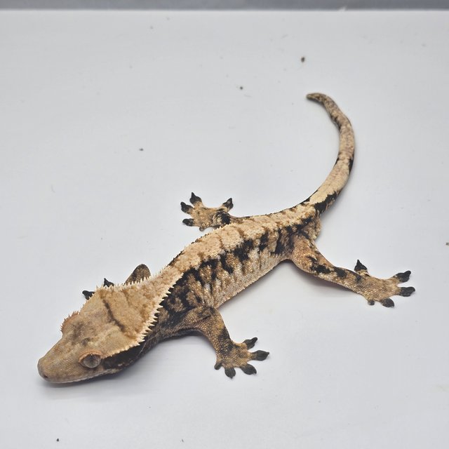 트라이 익스트림할리퀸