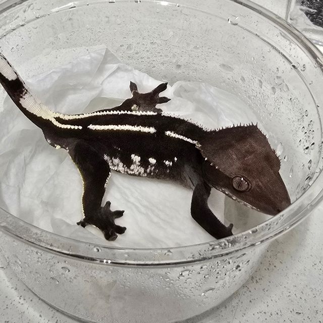 아잔틱 화이트핀