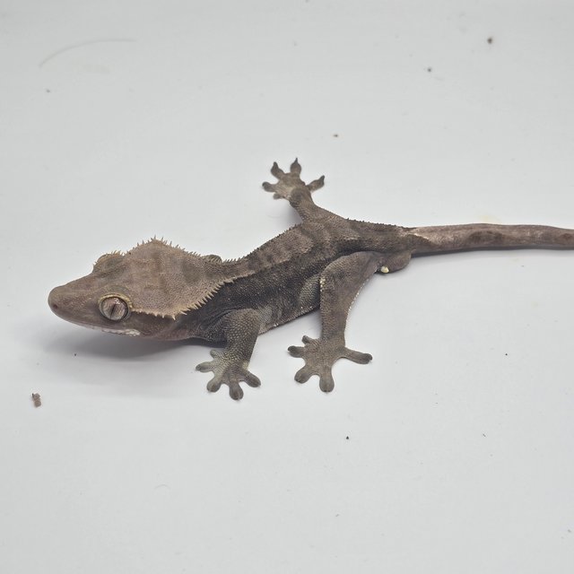 알티 챠콜 100%헷아잔틱