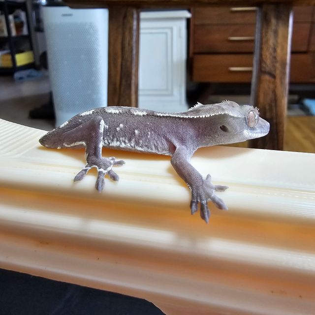 아잔틱