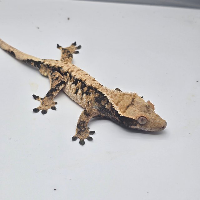 트라이 익스트림할리퀸