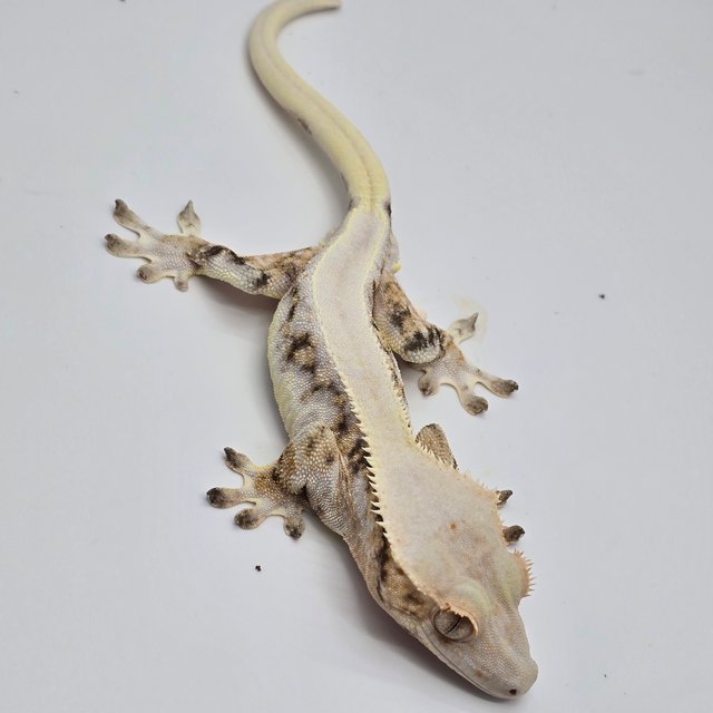 솔리드백 드리피 트라이 릴리화이트