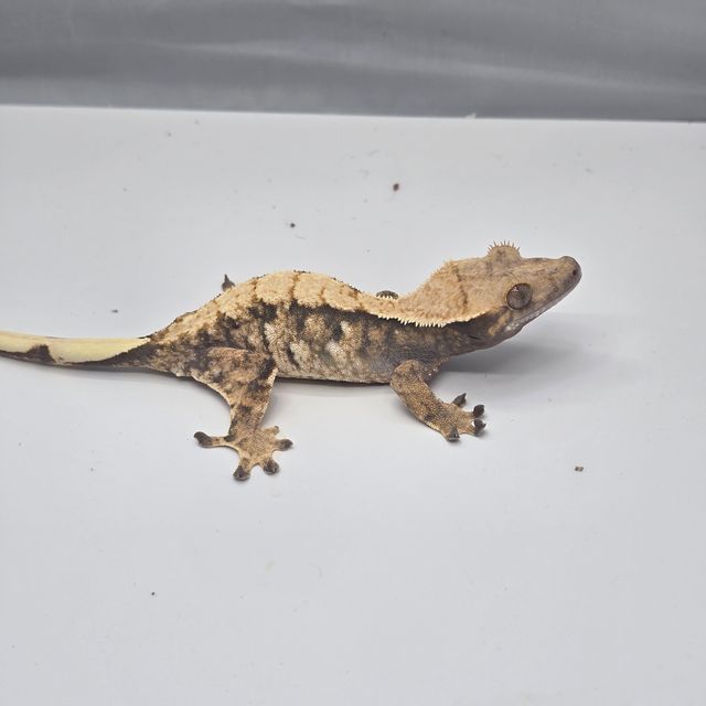 트라이 익스트림할리퀸