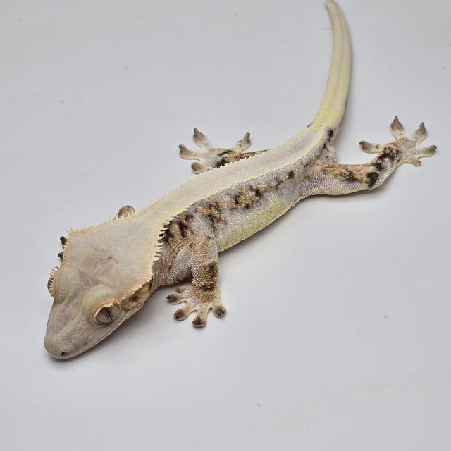 솔리드백 드리피 트라이 릴리화이트