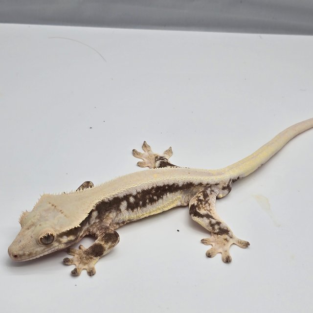 솔리드백 드리피 릴리화이트