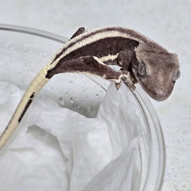 릴잔틱 풀핀
