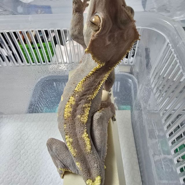 카푸치노
