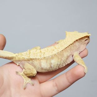 자몽