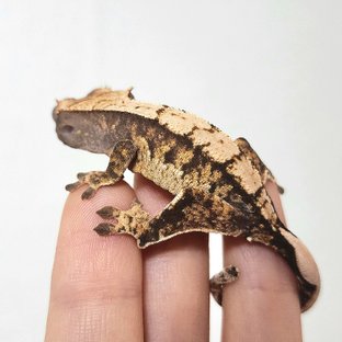 노멀 트라이 익스트림할리퀸 할리퀸 화이트스팟