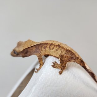 노멀 화이트스팟 익스트림할리퀸 할리퀸