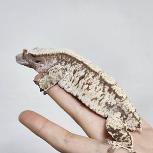 라테