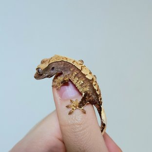 트라이 화이트스팟 익스트림할리퀸