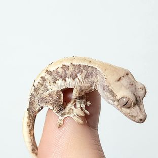 오블