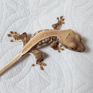 릴리화이트 솔리드백