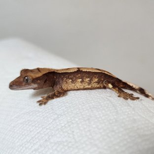 트라이 익스트림할리퀸 화이트스팟