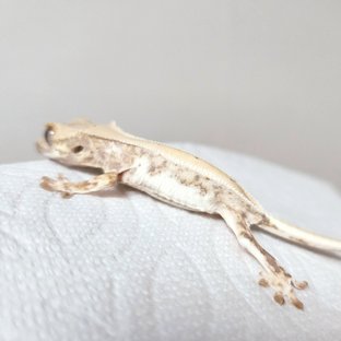 트라이 릴리화이트