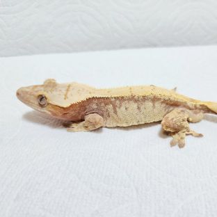 노멀 드리피 화이트스팟 레드