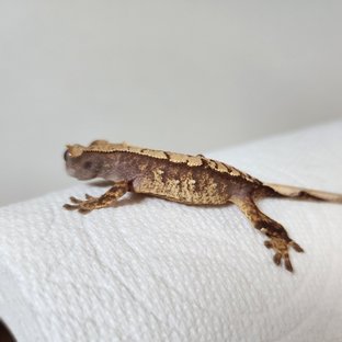 노멀 화이트스팟 익스트림할리퀸