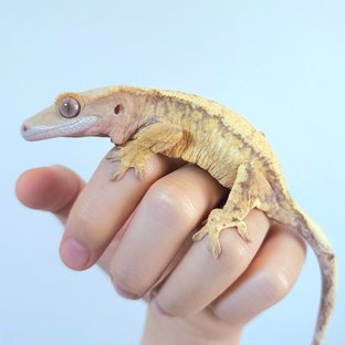 노멀 트라이 드리피 익스트림할리퀸 화이트스팟