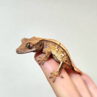 노멀 트라이 익스트림할리퀸