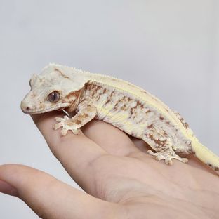 자블l3
