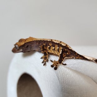 트라이 할리퀸 화이트스팟