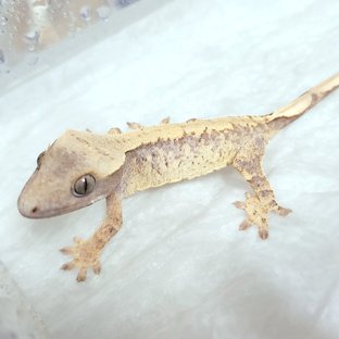 노멀 익스트림할리퀸 화이트스팟