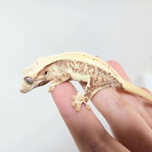 오블블랑L5
