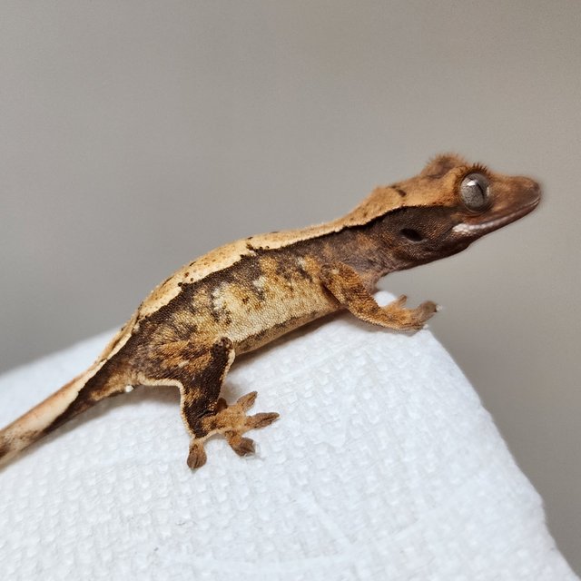 노멀 트라이 익스트림할리퀸 할리퀸 화이트스팟 핀스트라이프