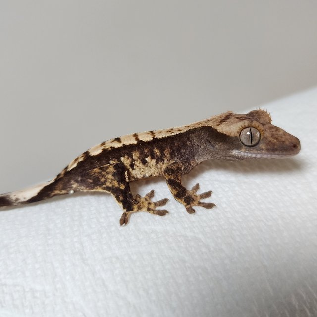 익스트림할리퀸 화이트스팟