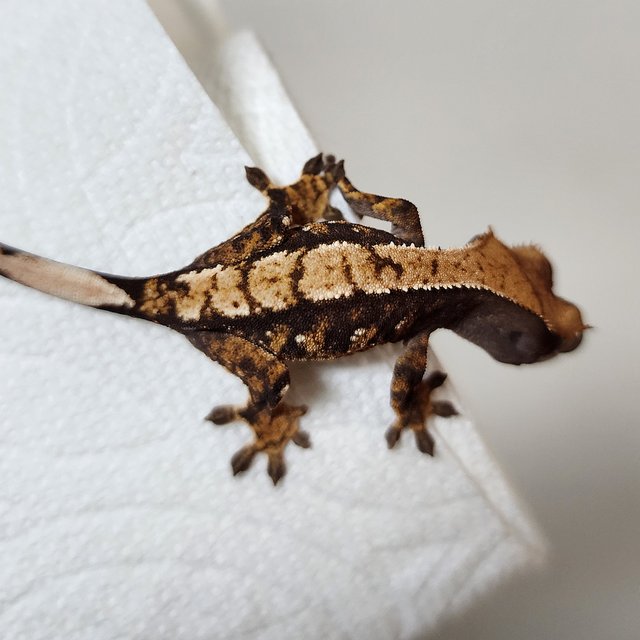 트라이 할리퀸 화이트스팟