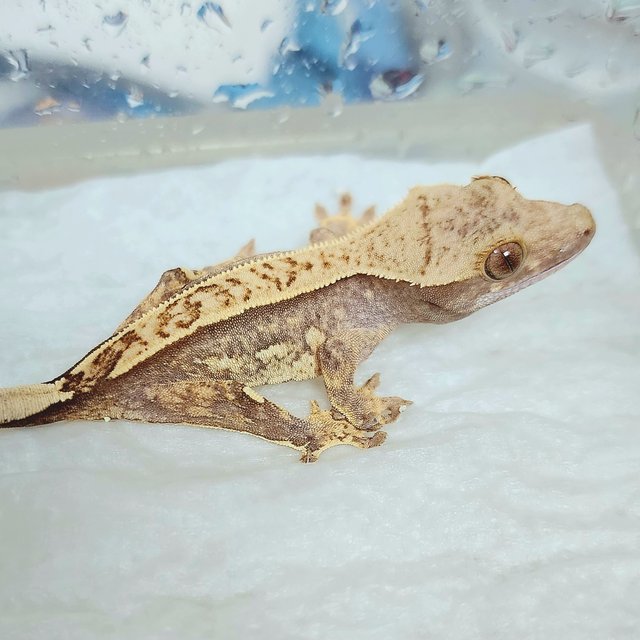 노멀 트라이 쿼드 핀스트라이프