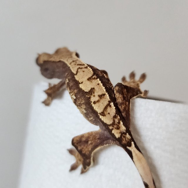 노멀 화이트스팟 익스트림할리퀸