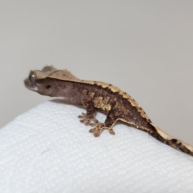 노멀 화이트스팟 익스트림할리퀸