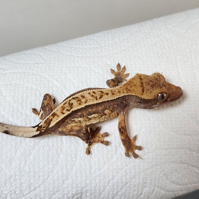 트라이 핀스트라이프