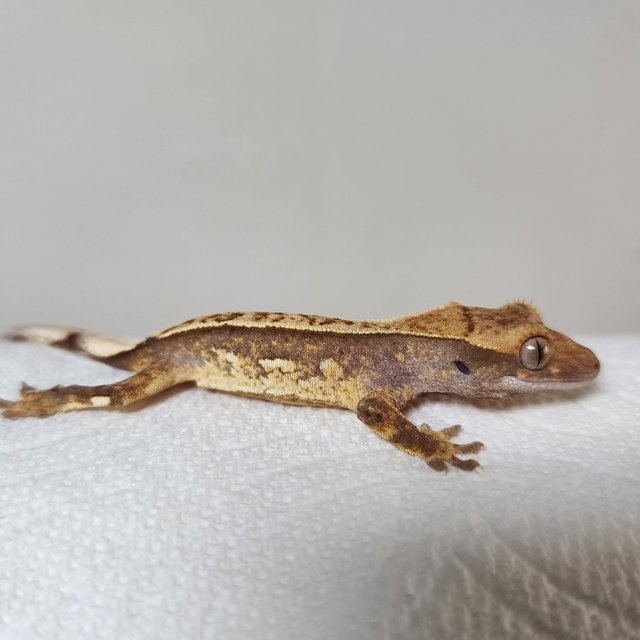 트라이 핀스트라이프