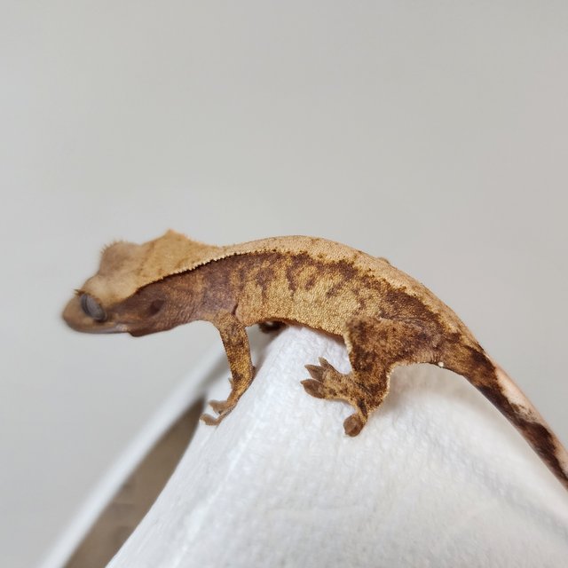 노멀 화이트스팟 익스트림할리퀸 할리퀸