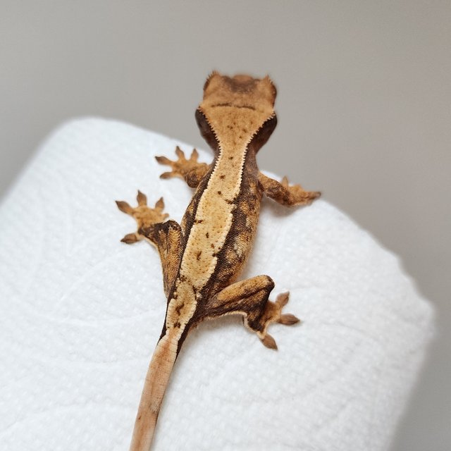 노멀 트라이 익스트림할리퀸 할리퀸 화이트스팟 핀스트라이프