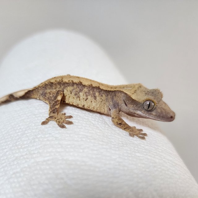 노멀 트라이 드리피 익스트림할리퀸 할리퀸 화이트스팟