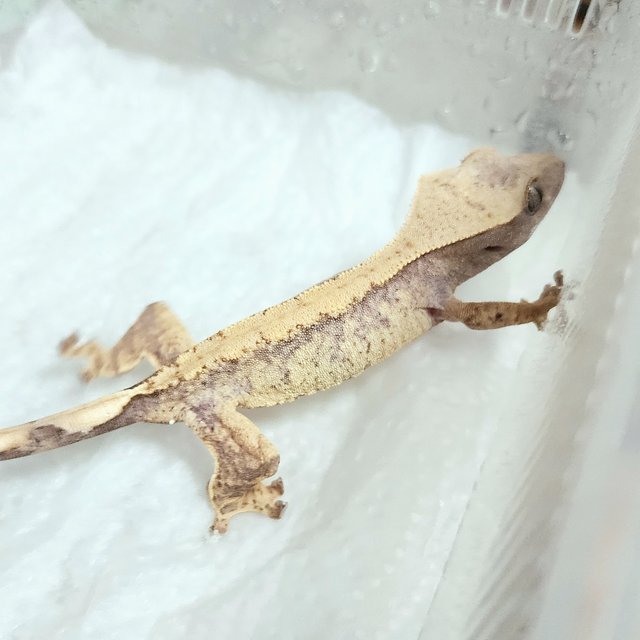 노멀 익스트림할리퀸 화이트스팟