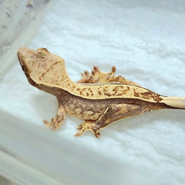 노멀 트라이 쿼드 핀스트라이프