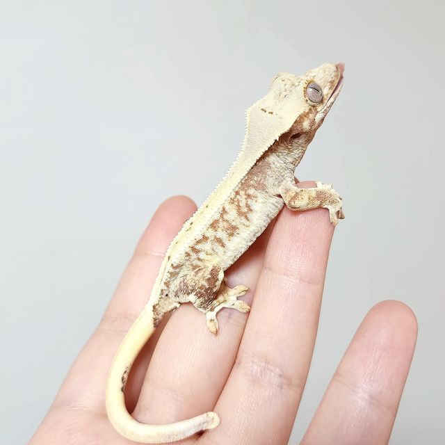 릴리화이트 트라이 레드