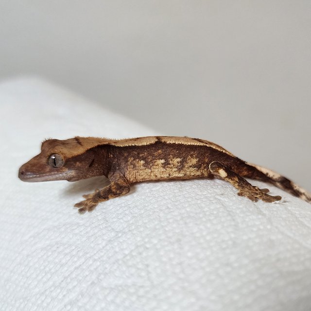 트라이 익스트림할리퀸 화이트스팟