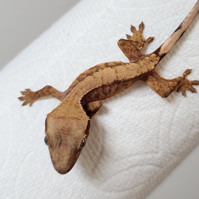 노멀 화이트스팟 익스트림할리퀸 할리퀸